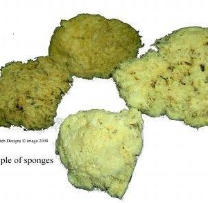 Natural Ocean Sponge from Royal and Langnickel